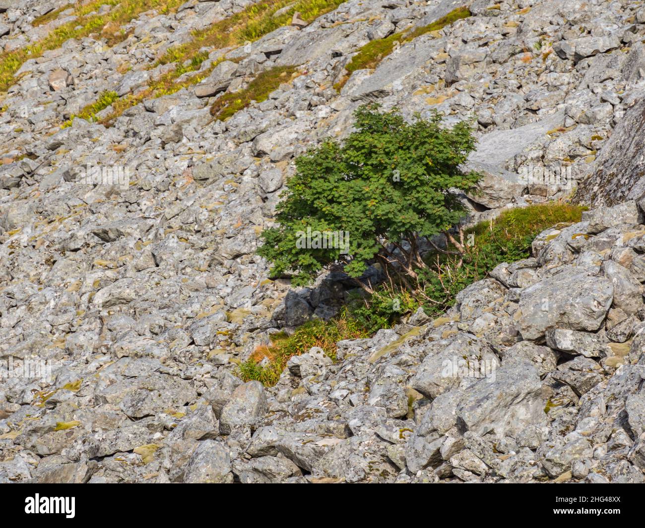Lonely tree on the mountainside. Trail to Helvetestinden from the Bunes Beach, Norway Stock Photo