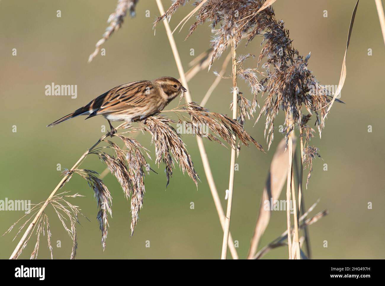 Female reed bunting (Emberiza schoeniclus) feeding on Phragmites reed seed heads. This individual has been ringed (=banded in North America) Stock Photo