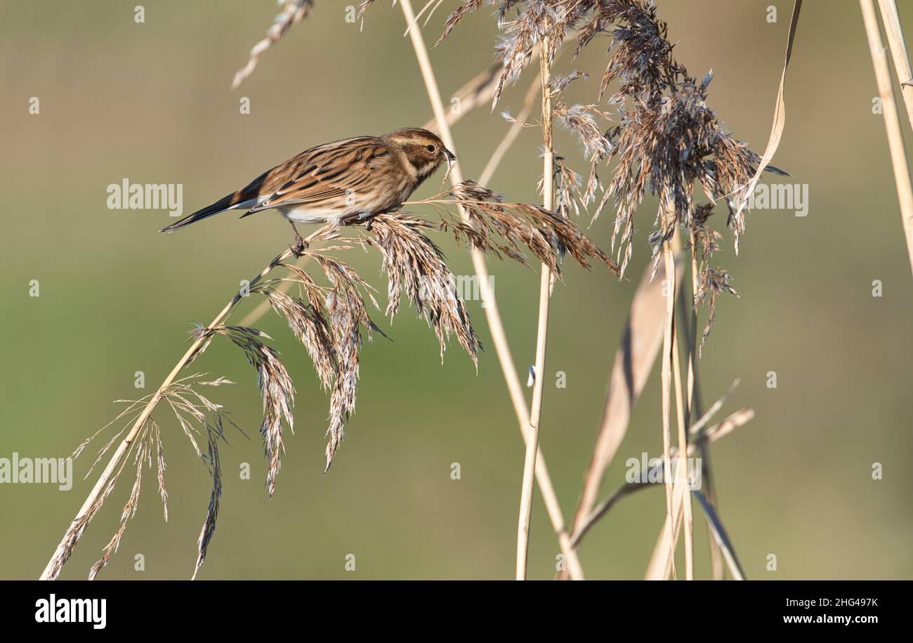 Female reed bunting (Emberiza schoeniclus) feeding on Phragmites reed seed heads. This individual has been ringed (=banded in North America) Stock Photo