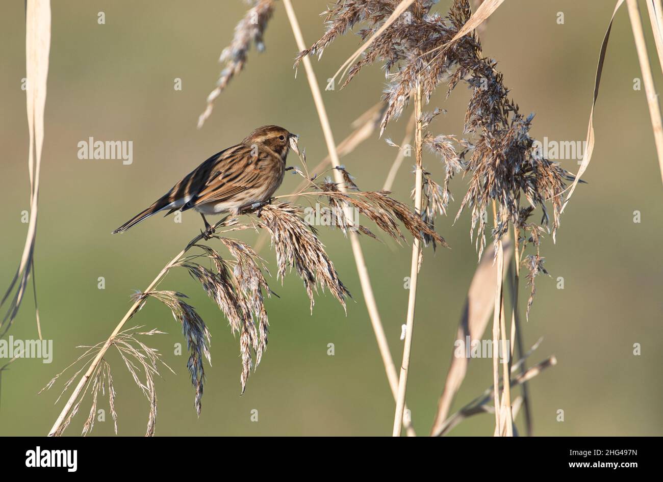 Female reed bunting (Emberiza schoeniclus) feeding on Phragmites reed seed heads. This individual has been ringed (=banded in North America) Stock Photo