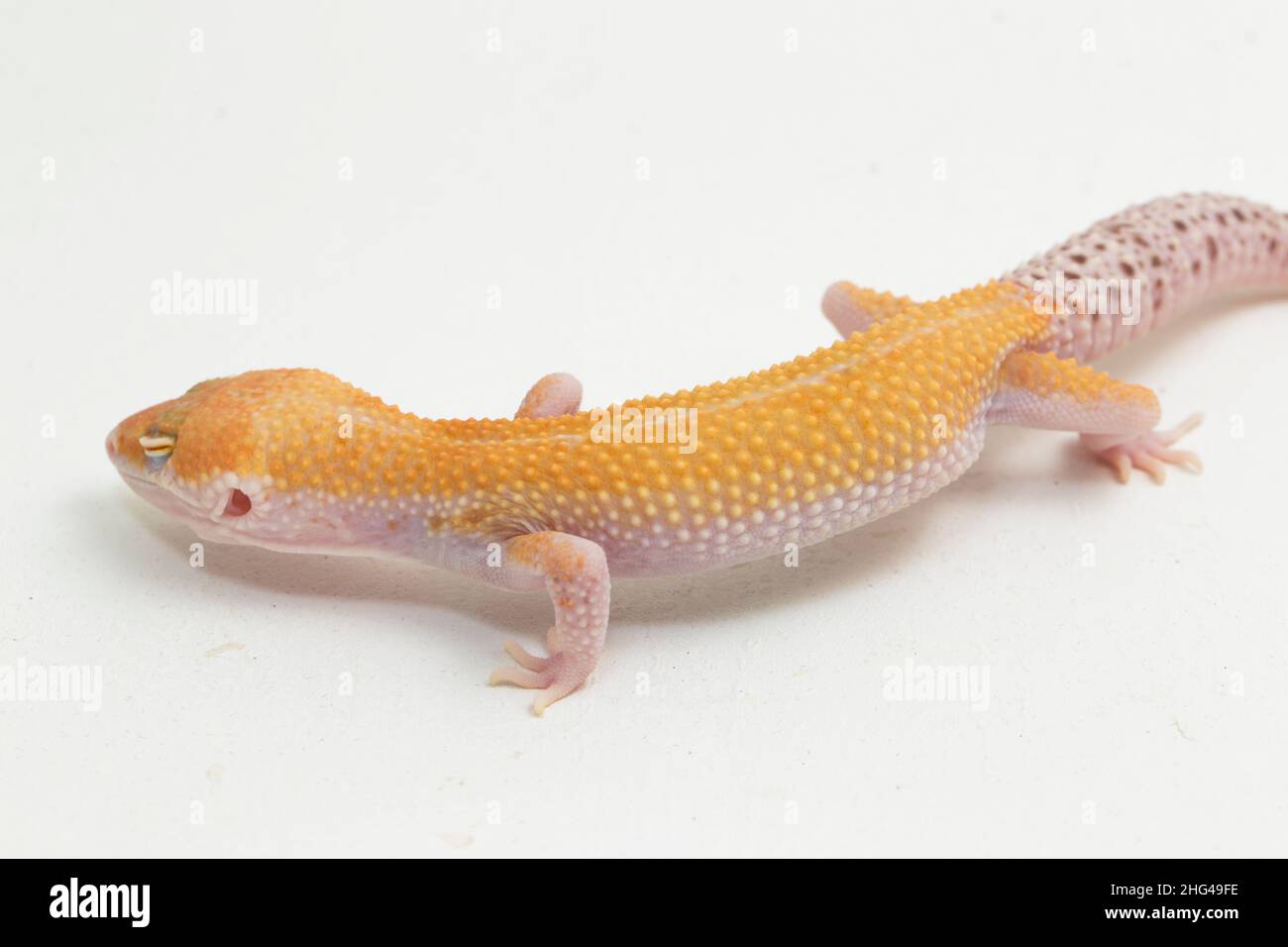 Leopard gecko, Eublepharis macularius, isolated on background Stock Photo