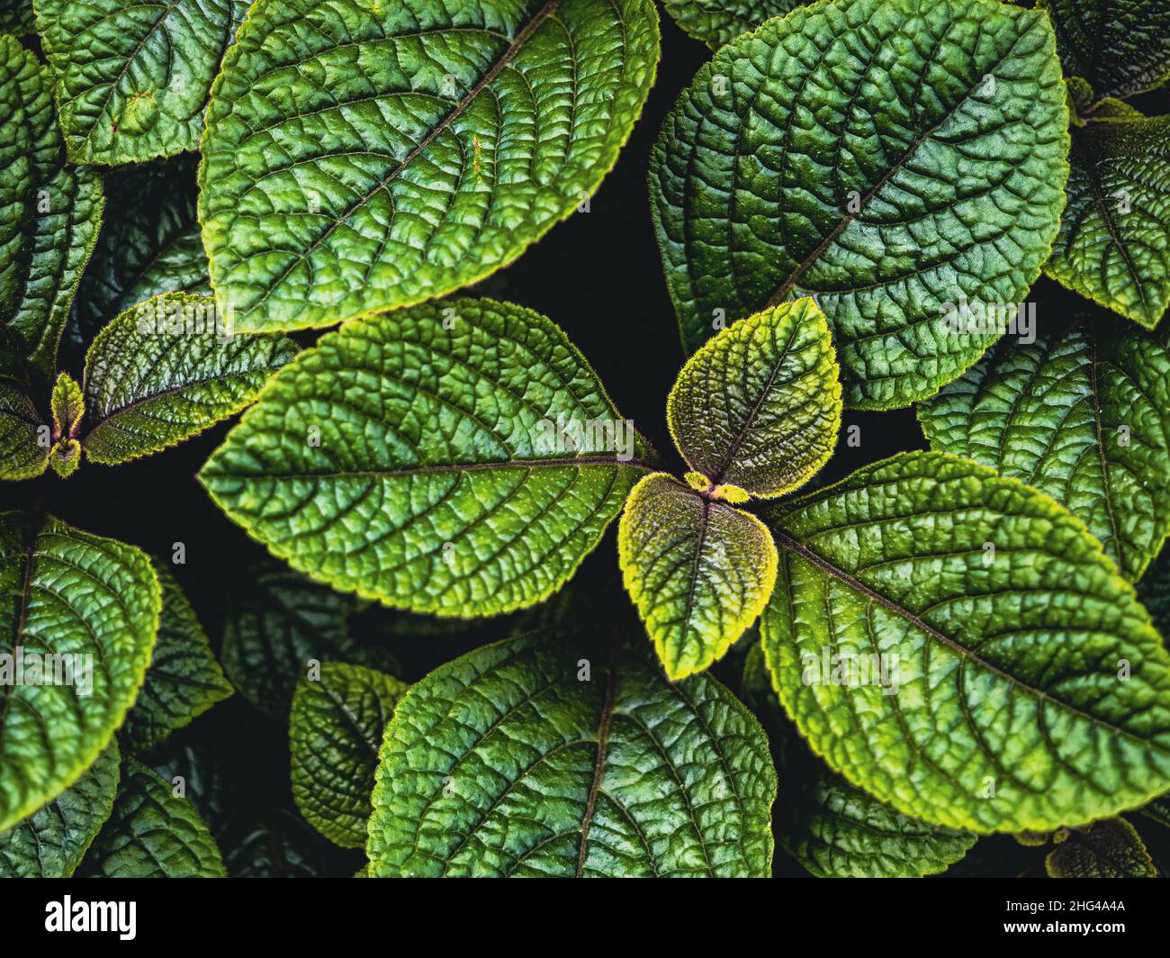 green textured leaves of pilea mollis or moon valley plant, natural background close up photo Stock Photo