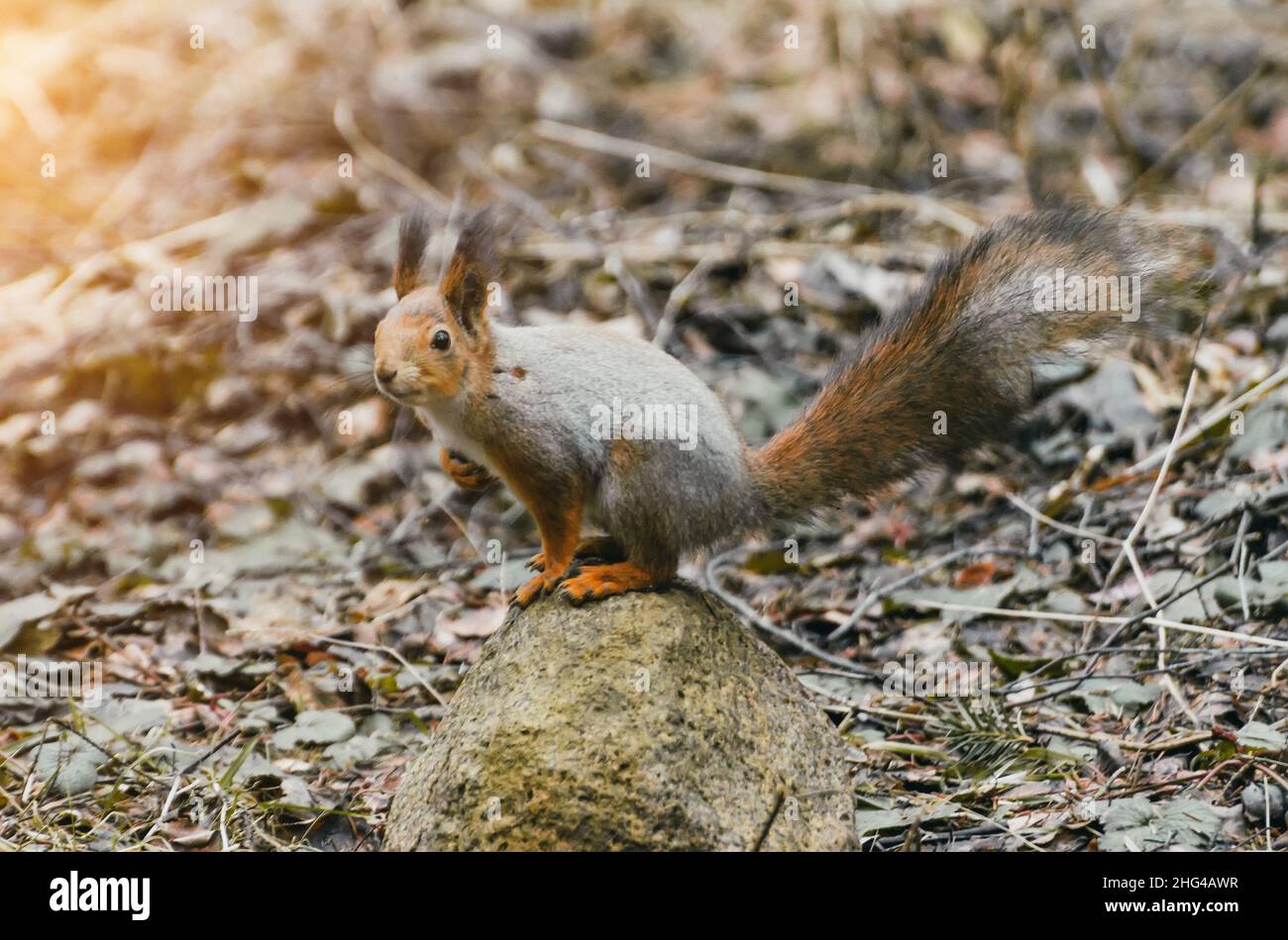 Squirrel on a rock in the forest in the spring. Stock Photo