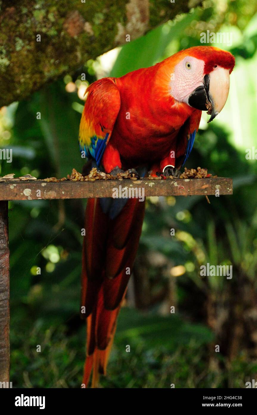 Scarlet Macaw perched on a bird feeder platform Stock Photo - Alamy