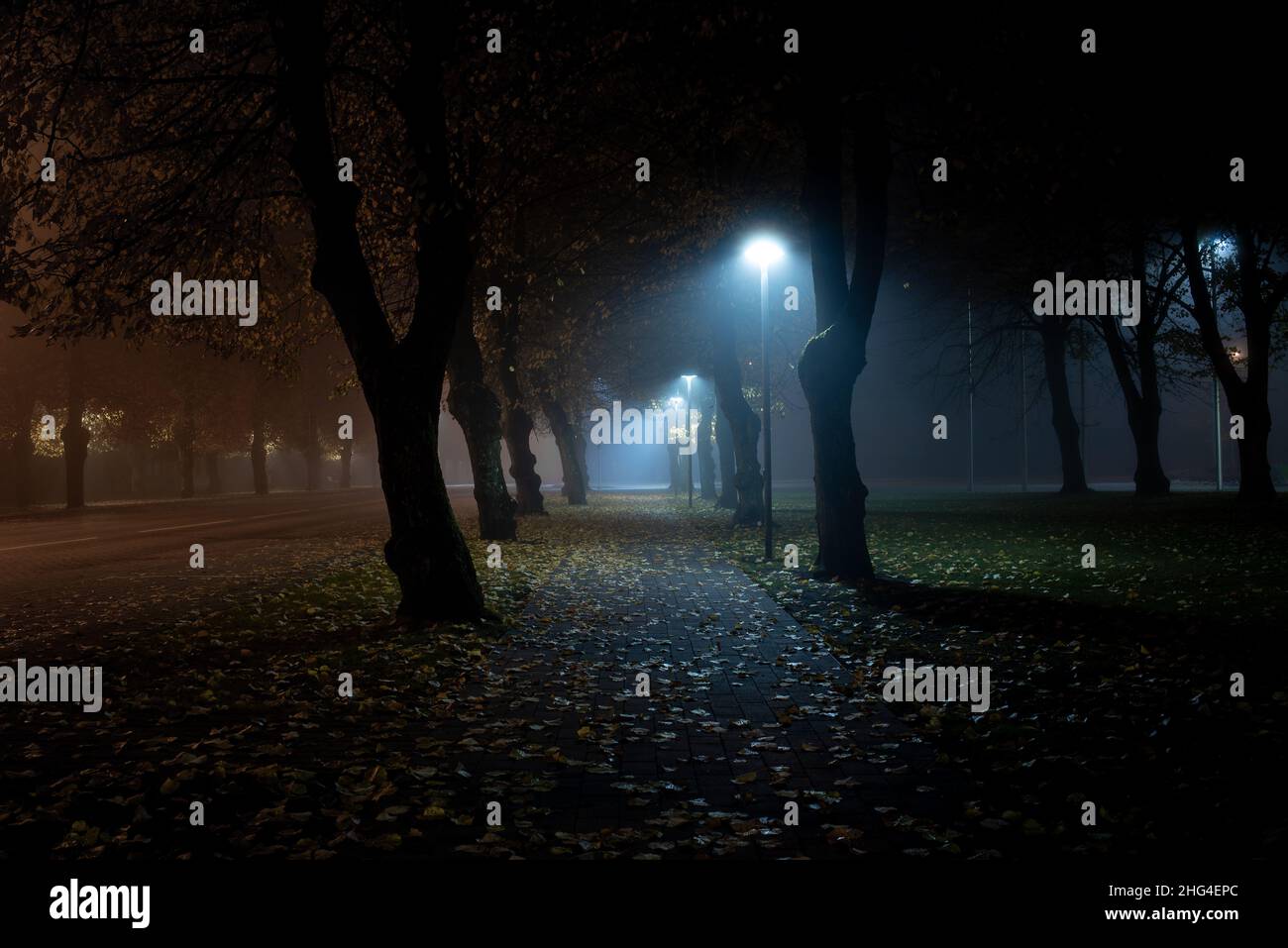 Photo of a pavement covered with autumn leaves, with trees on the sides ...