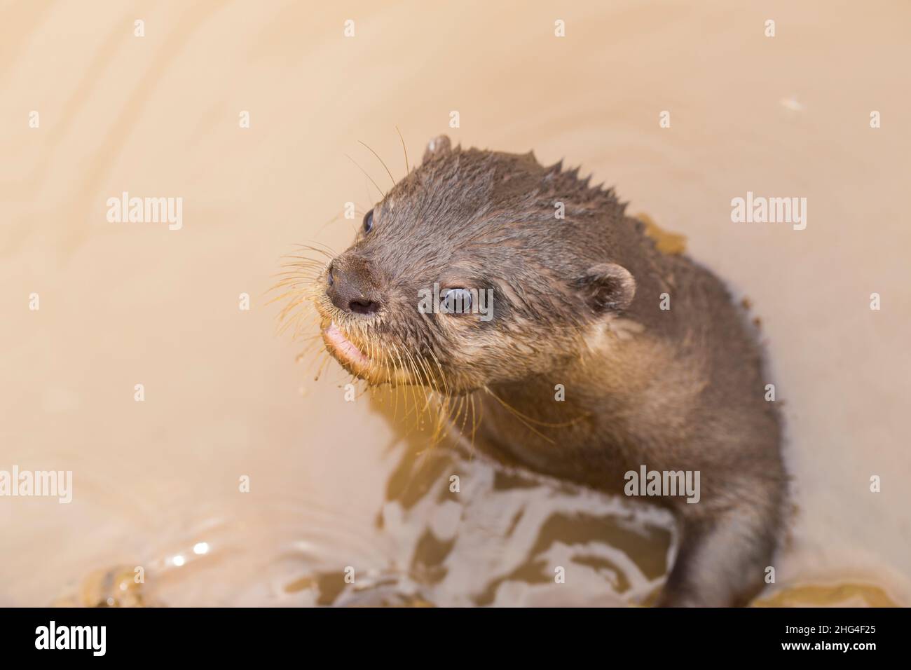 Asian small-clawed otter, also known as the oriental small-clawed otter Stock Photo