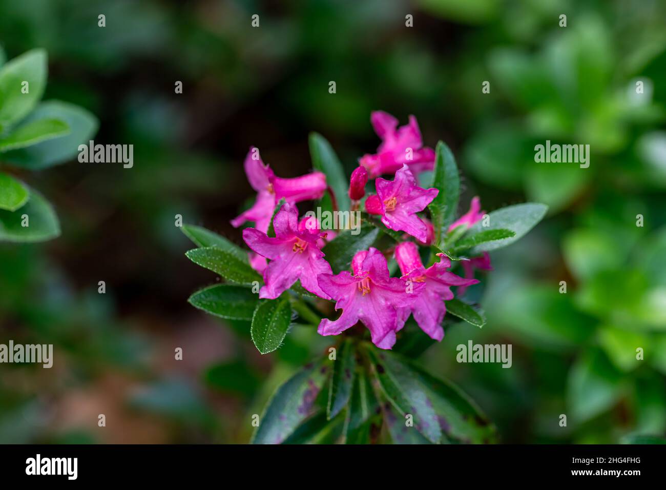 Rhododendron hirsutum flower in mountains Stock Photo