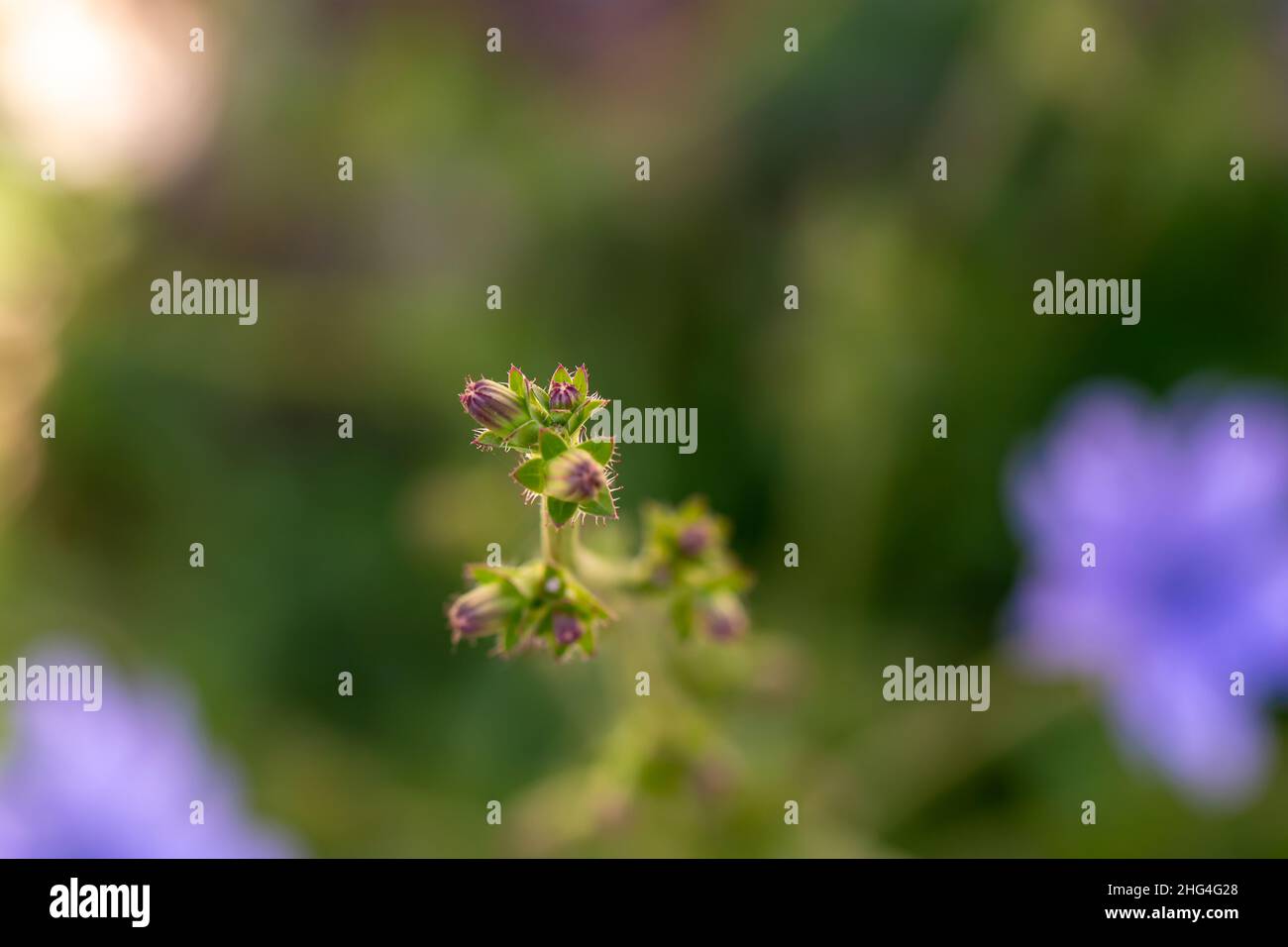 Cichorium intybus flower in meadow, close up Stock Photo