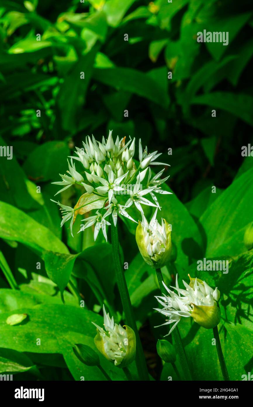 Close up at a Wild Ramsins flowers Stock Photo