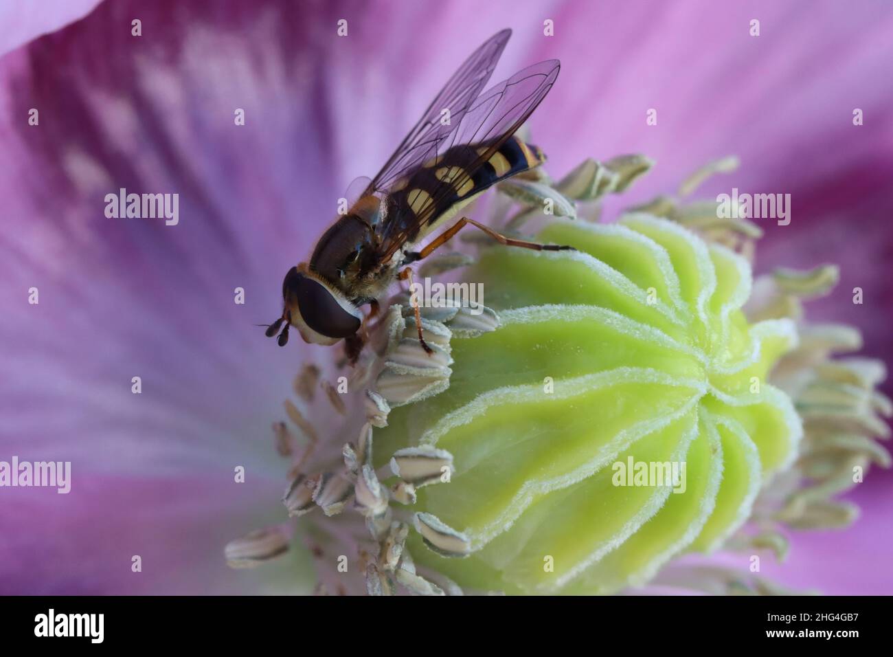 close-up of a hoverfly feasting on the nectar of a opium poppy flowe Stock Photo