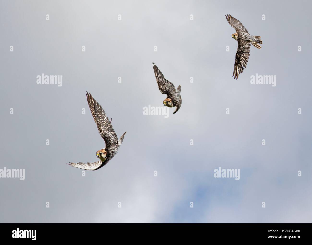 Series of shots showing a Falcon in Flight turning onto back merged into one image Stock Photo