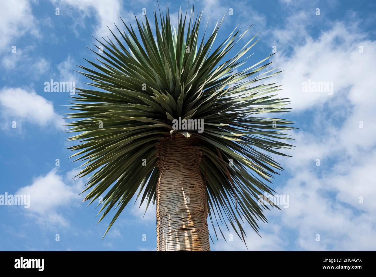 Dracaena draco, drago tree, leaves and trunk against the sky in San Miguel de Abona, Tenerife, Canary Islands, Spain Stock Photo