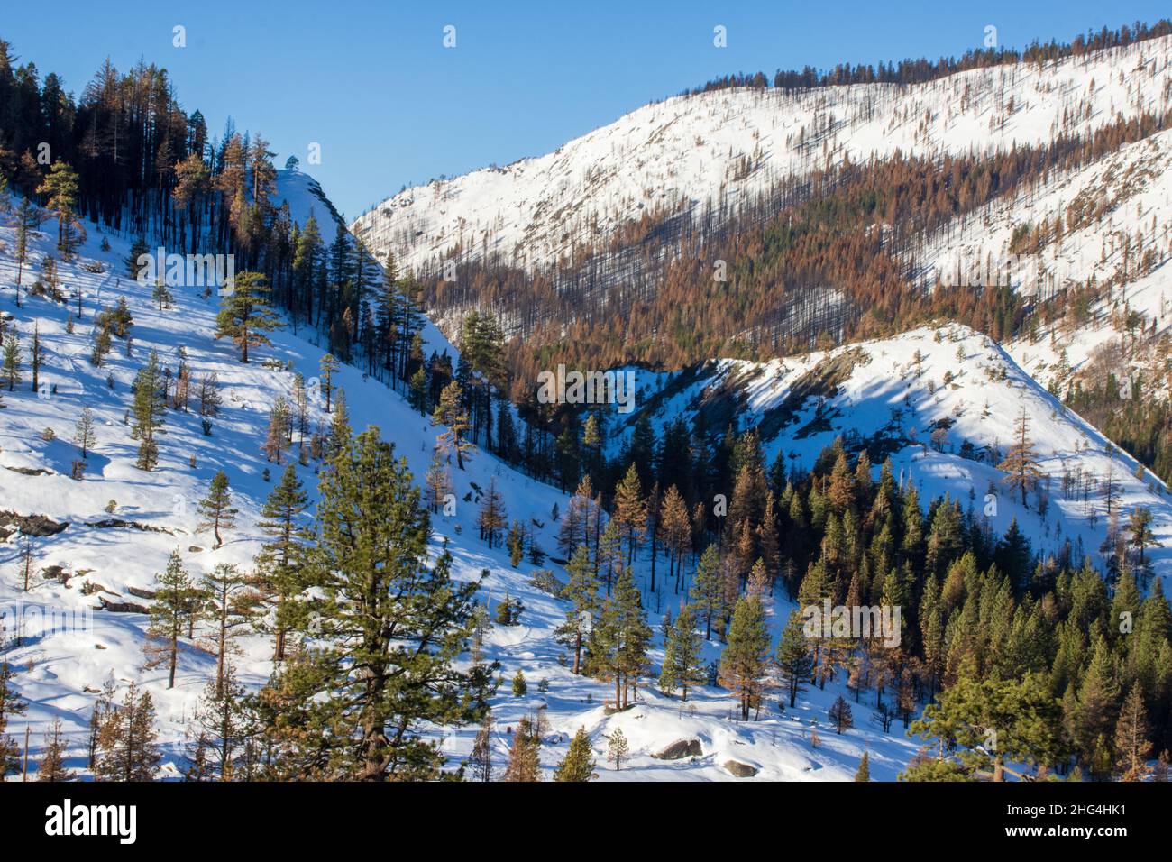 The Caldor Fire aftermath winter 2022. Stock Photo