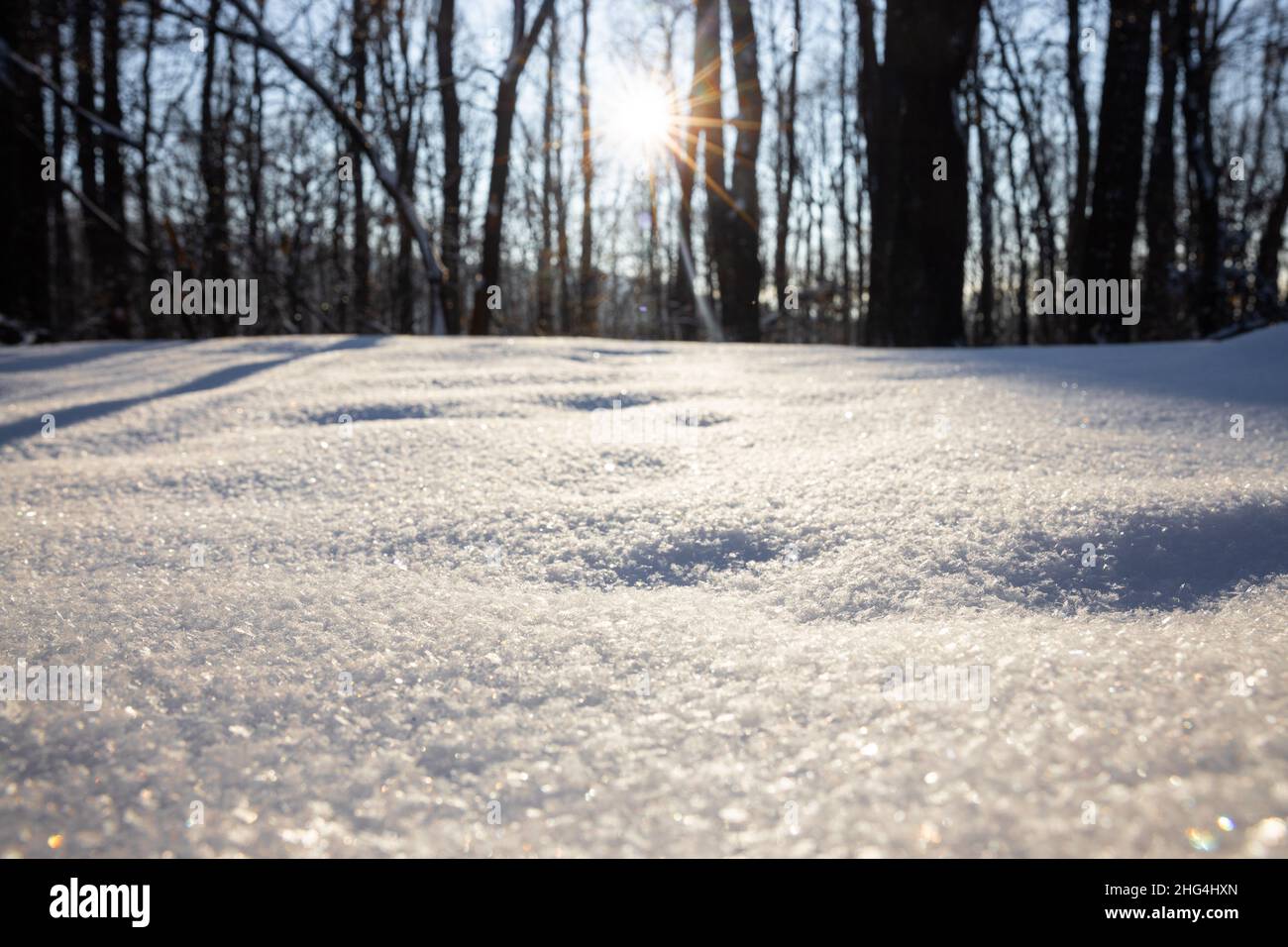 Animal steps footprints in snow. Sun lights between trees and makes shadows on the snow. High quality photo Stock Photo