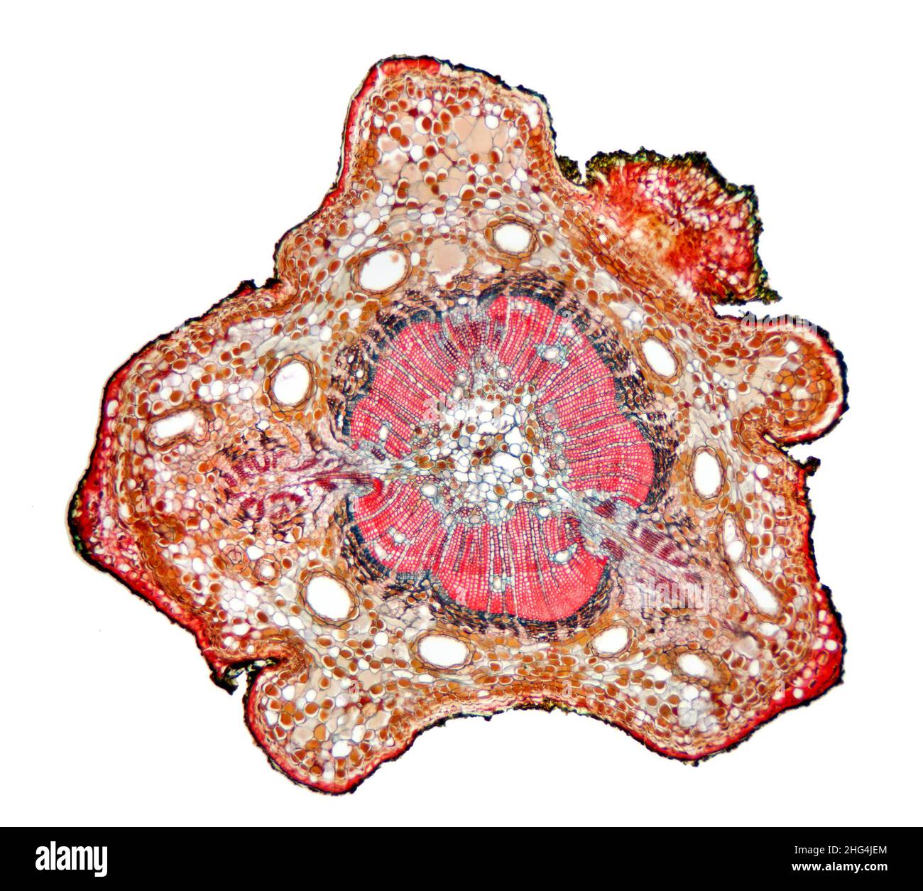 Pine Pinus sp. stem section, brightfield photomicrograph Stock Photo