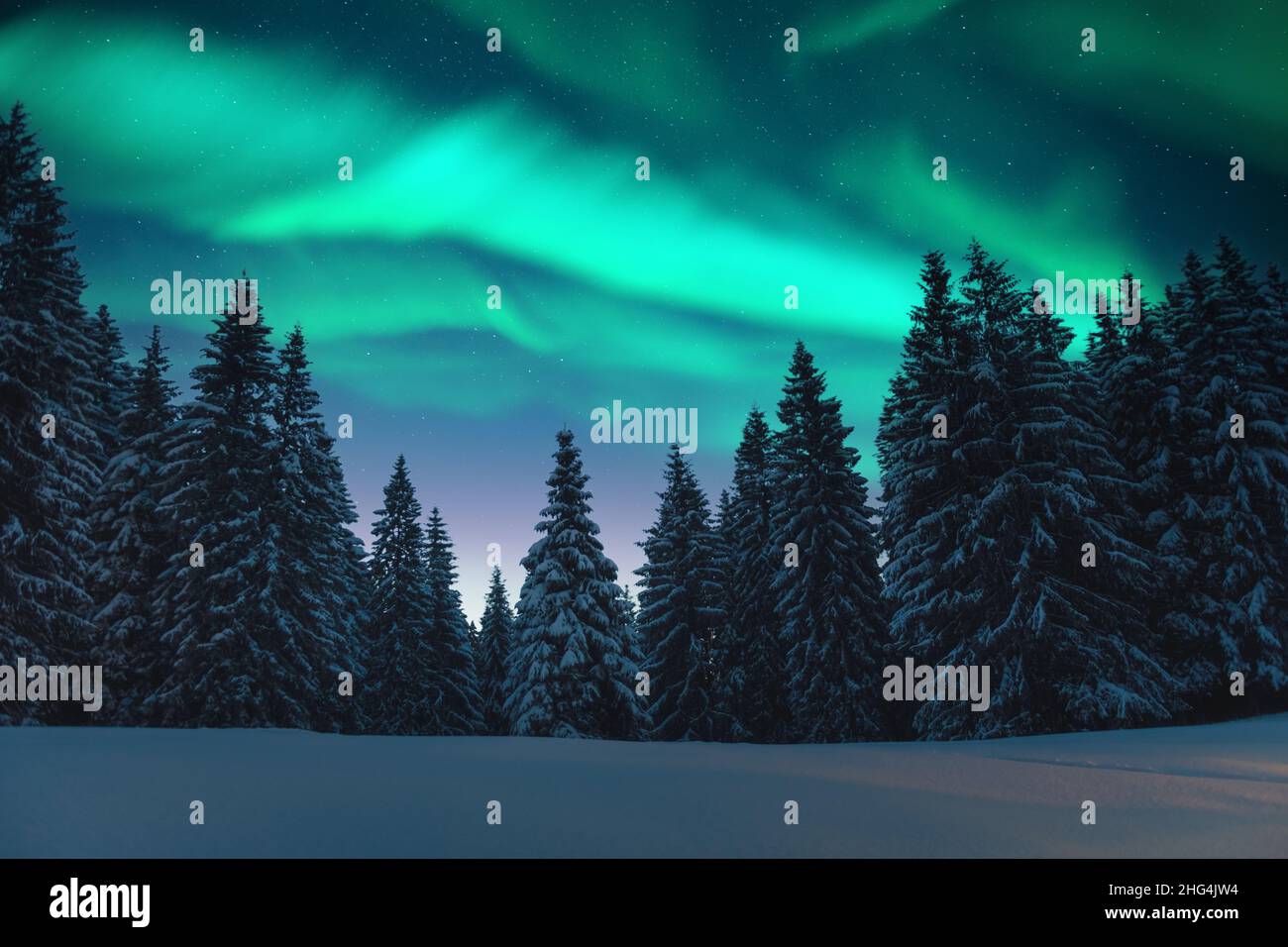 Aurora borealis. Northern lights in winter forest. Sky with polar ...