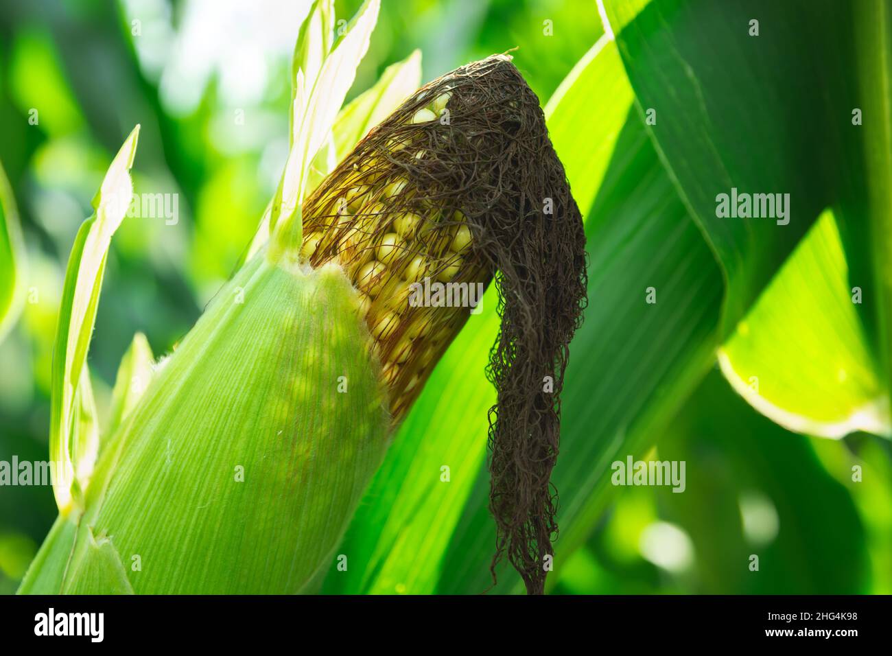 Beauty of ripe corn hi-res stock photography and images - Alamy