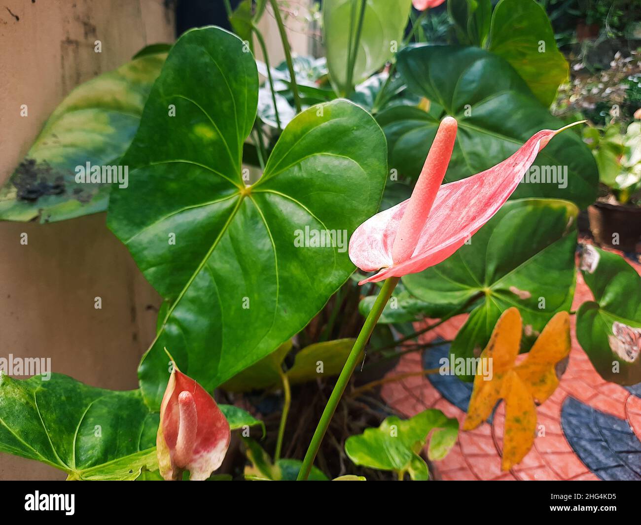 Anthurium red in color Stock Photo