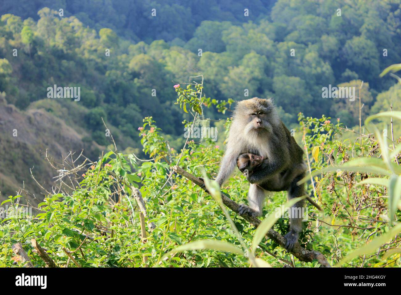 a monkey mother holds her baby among the bushes Stock Photo