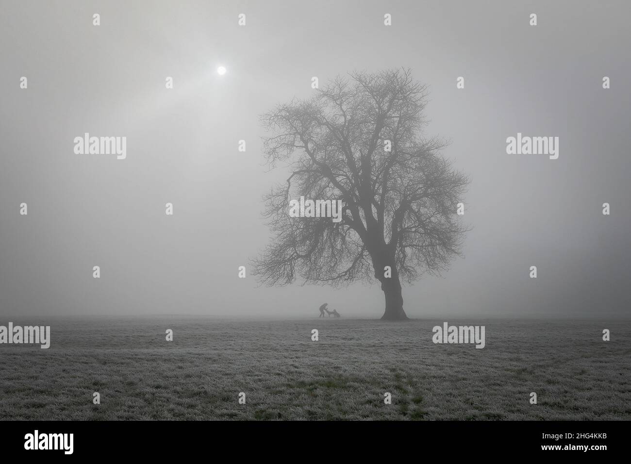 A lone tree in the foggy weather on Braunstone Park in Leicester, the dog walker underneath the tree gives the image scale. Stock Photo