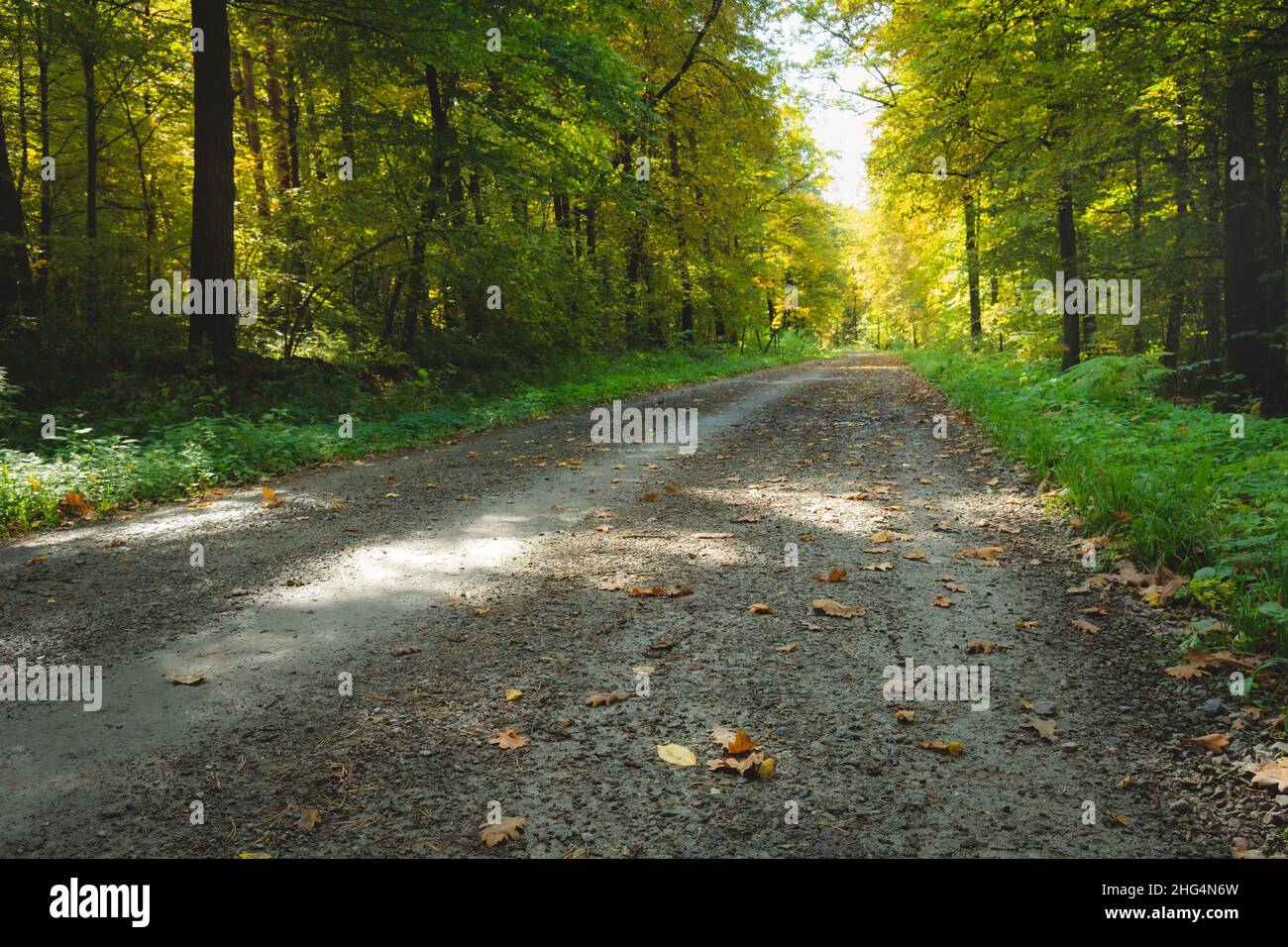 The road through the forest and the first fallen leaves, October day Stock Photo