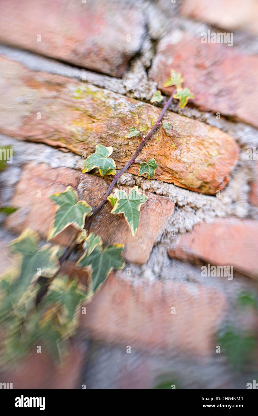 ivy on the brick wall, Stock Photo
