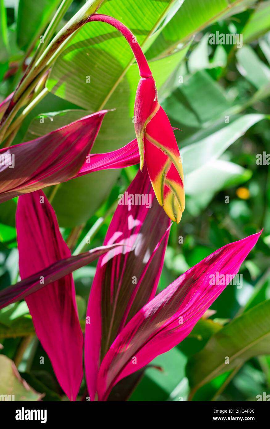 An exotic bloom of the Lobster Claw Heliconia flower surrounded by colorful tropical leaves in a garden. Stock Photo