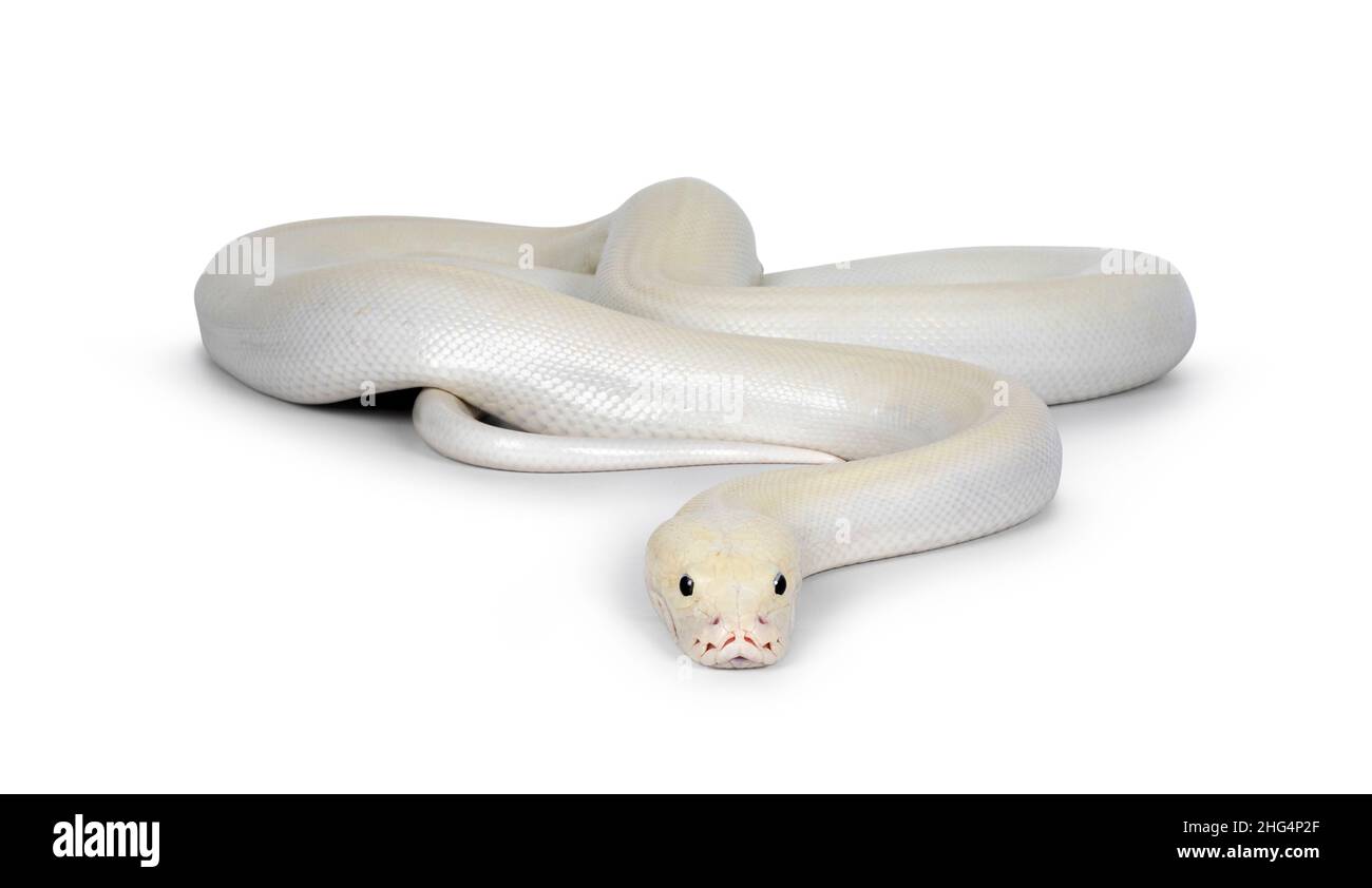 Ivory young adult Python bivittatus or Burmese snake. Full body curled ...