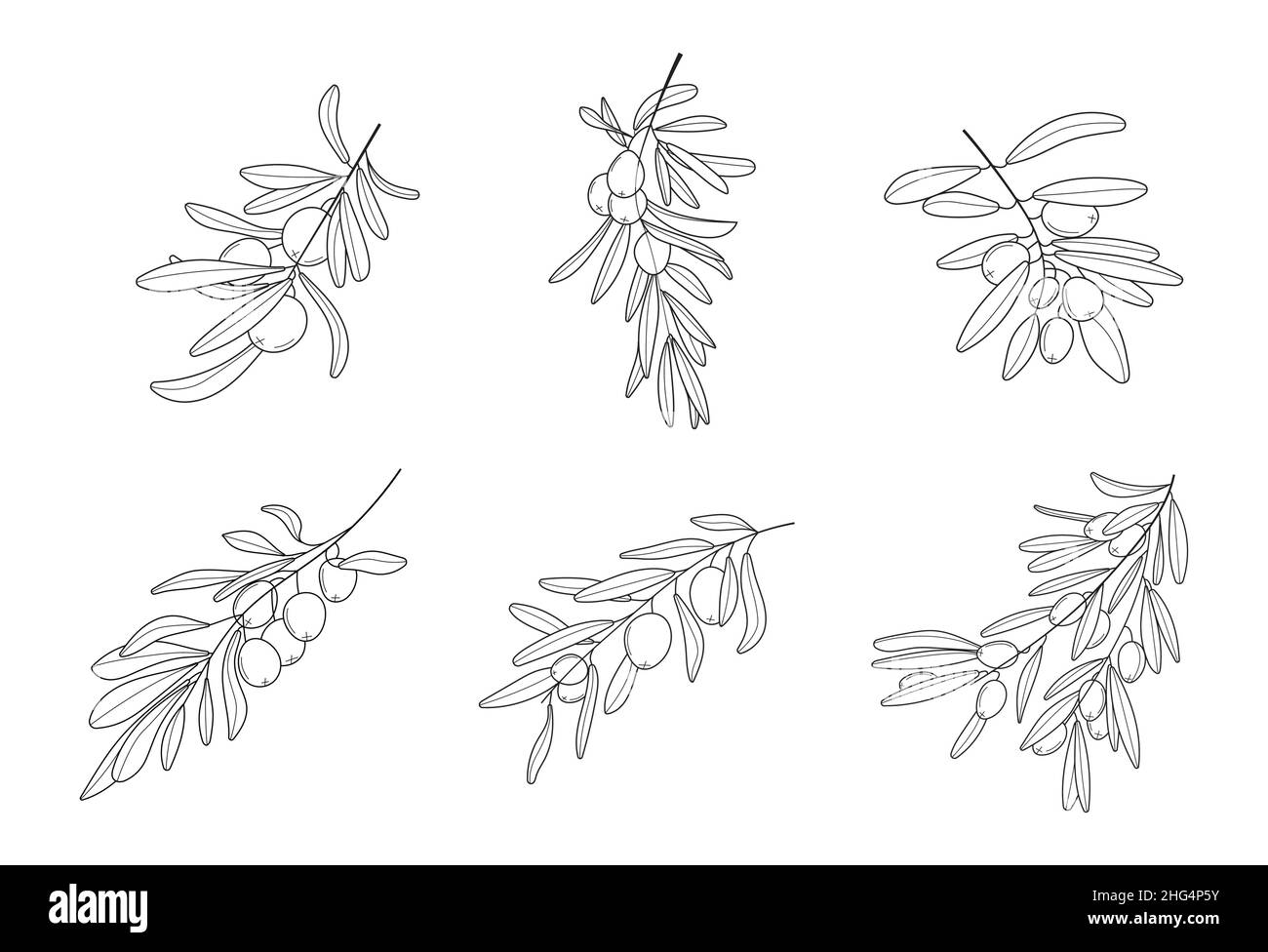 Olive branch vector in doodle, sketch style. Black, minimal single line ...