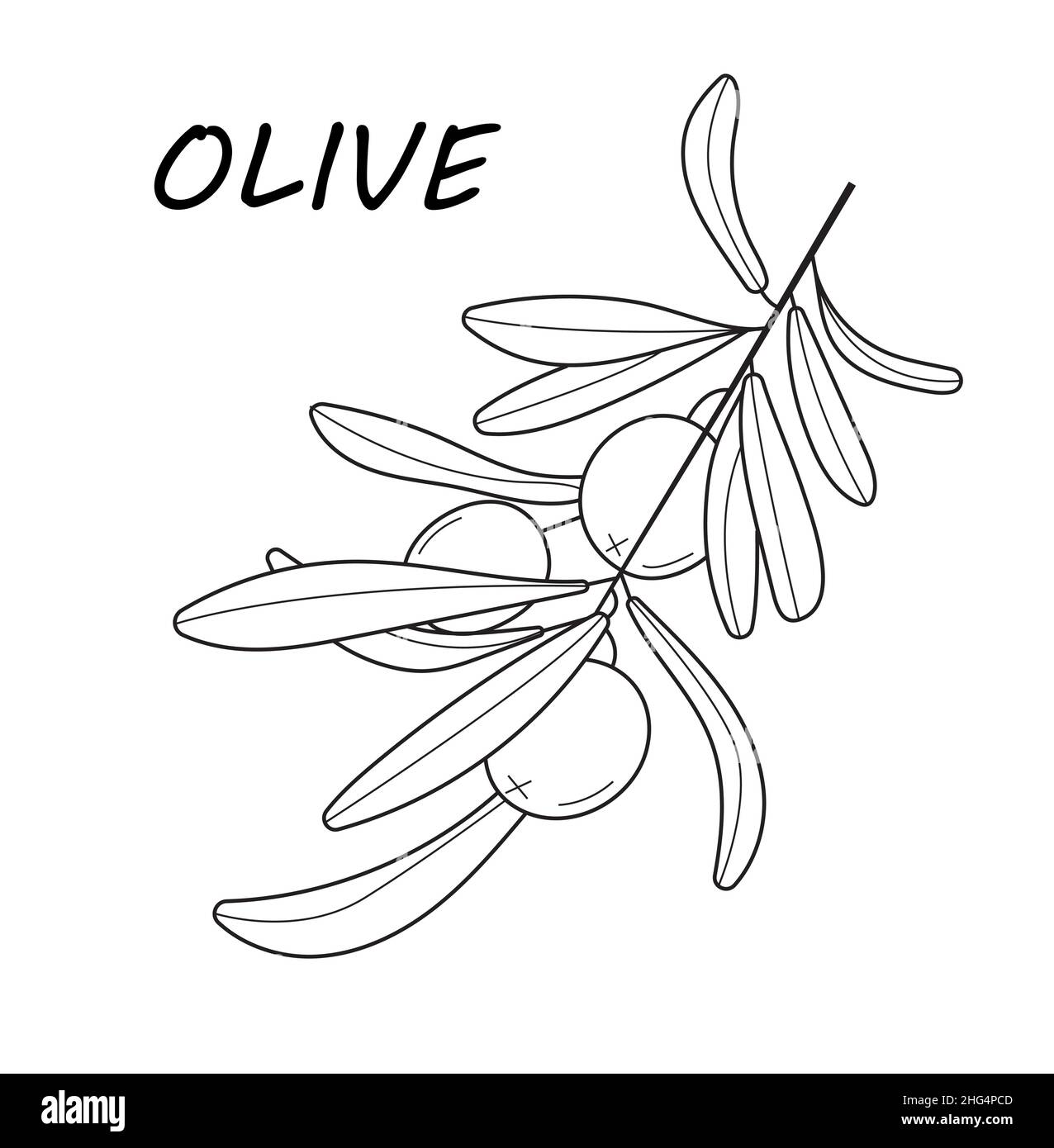 Buy Olive Leaves Drawing Online In India  Etsy India