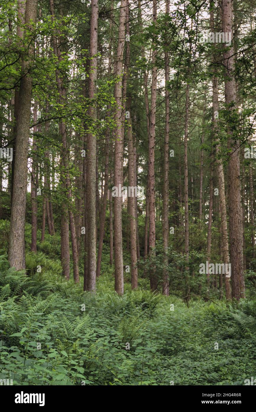 Pine tree trunks and canopy with bracken ferns at base Stock Photo
