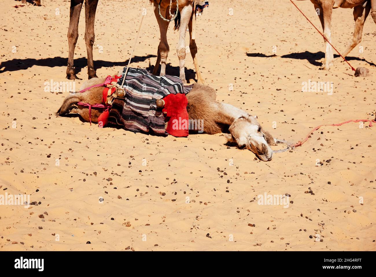 Camel desert sky pyramid hi-res stock photography and images - Alamy