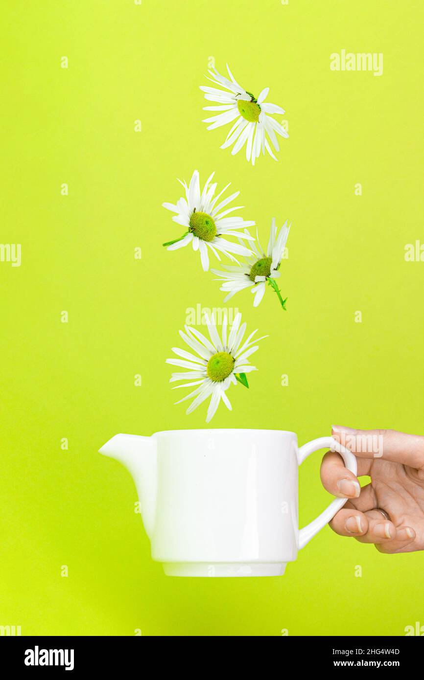 Herbal camomile tea. Beautiful flying white daisies camomile falling and levitating in White ceramic kettle teapot on green background Stock Photo