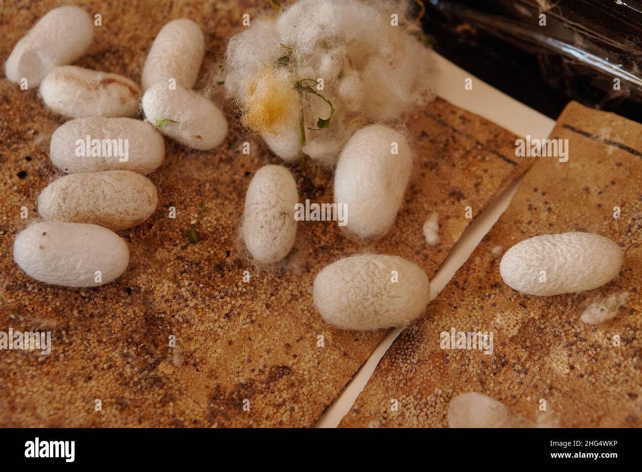 Silkworm cocoons (Bombys mori) on wooden frame, production of silk thread. Stock Photo