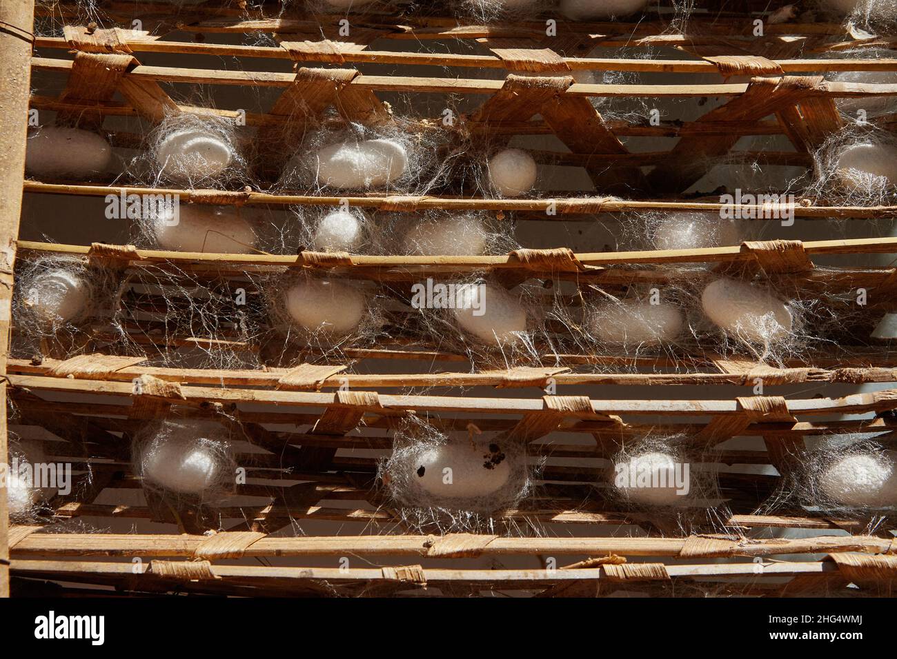 Silkworm cocoons (Bombys mori) on wooden frame, production of silk thread. Stock Photo