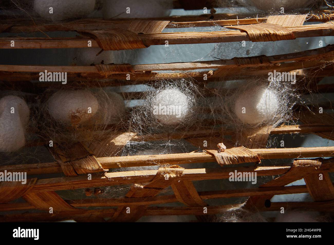 Silkworm cocoons (Bombys mori) on wooden frame, production of silk thread. Stock Photo