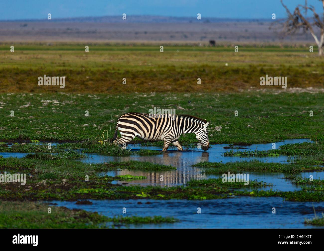 Zebra in a swamp, Kajiado County, Amboseli, Kenya Stock Photo Alamy