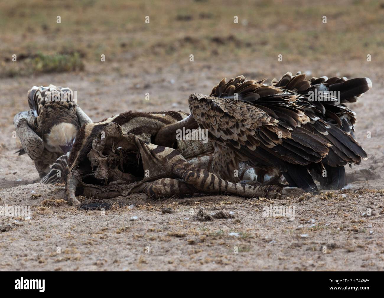 Vultures eating a dead zebra, Kajiado County, Amboseli, Kenya Stock Photo