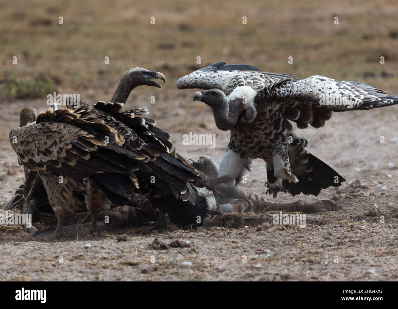Vultures eating a dead zebra, Kajiado County, Amboseli, Kenya Stock Photo
