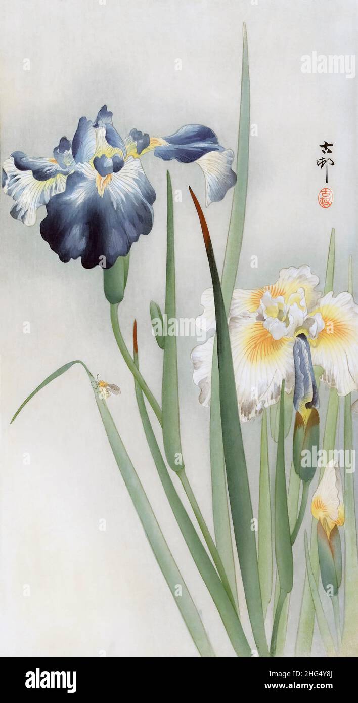 Irises by Japanese artist Ohara Koson, 1877 - 1945.  Ohara Koson was part of the shin-hanga, or new prints movement. Stock Photo