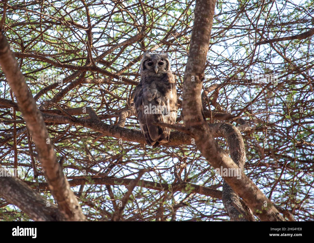 Owl in a tree, Coast Province, Tsavo West National Park, Kenya Stock Photo