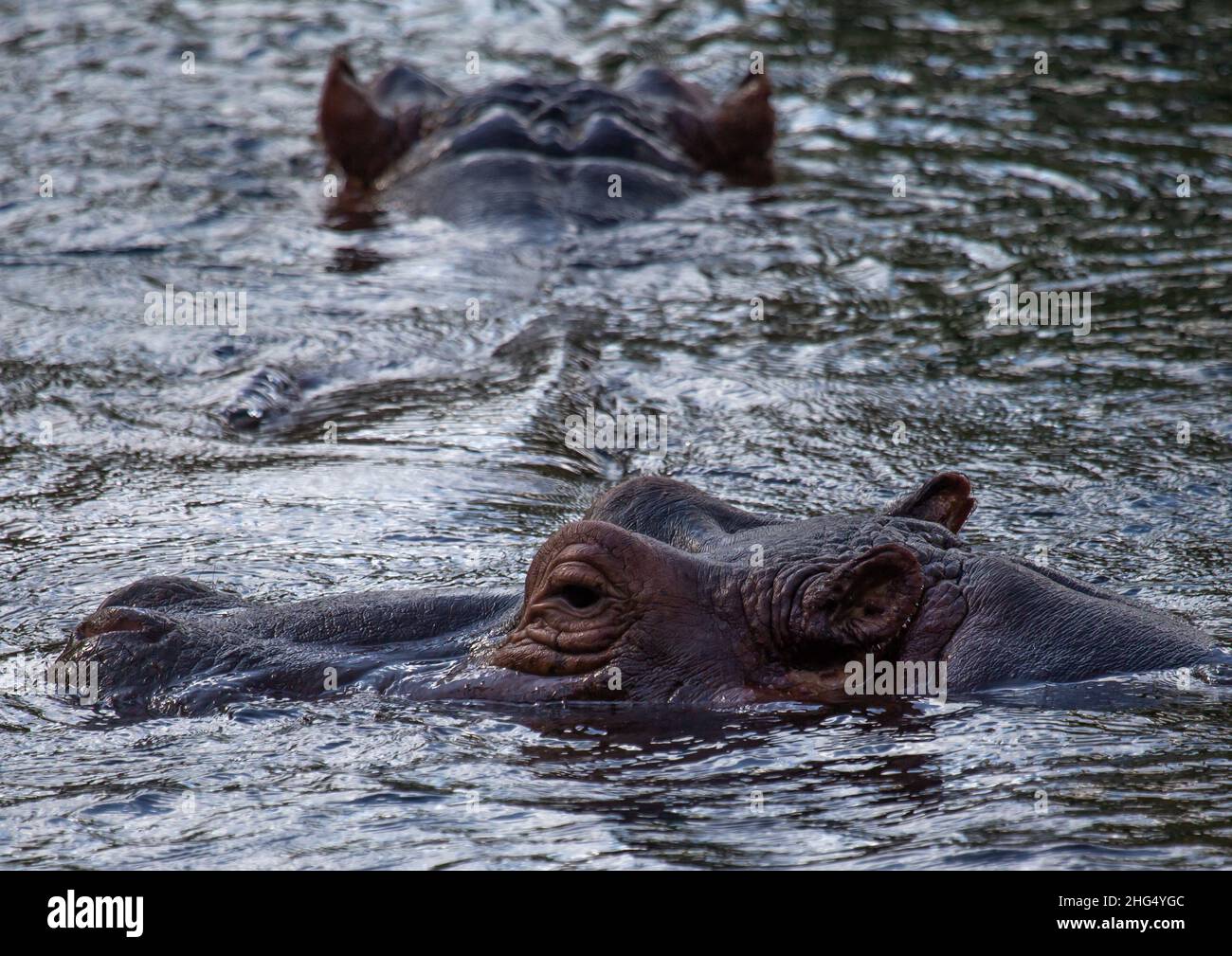 hippopotamus (hippopotamus amphibius) in water, Coast Province, Tsavo West National Park, Kenya Stock Photo