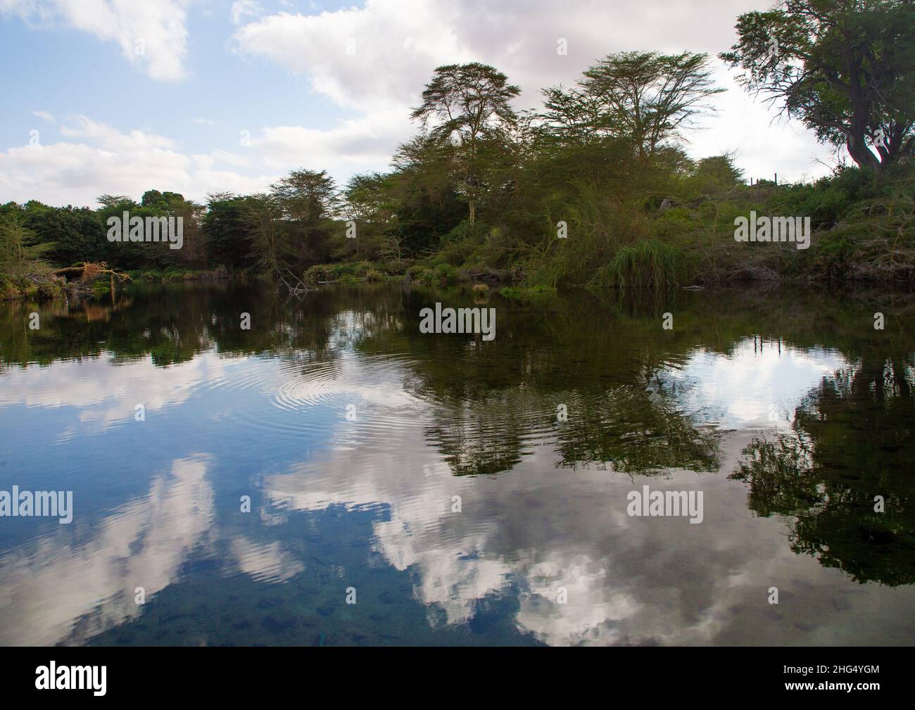 Mzima springs, Coast Province, Tsavo West National Park, Kenya Stock Photo