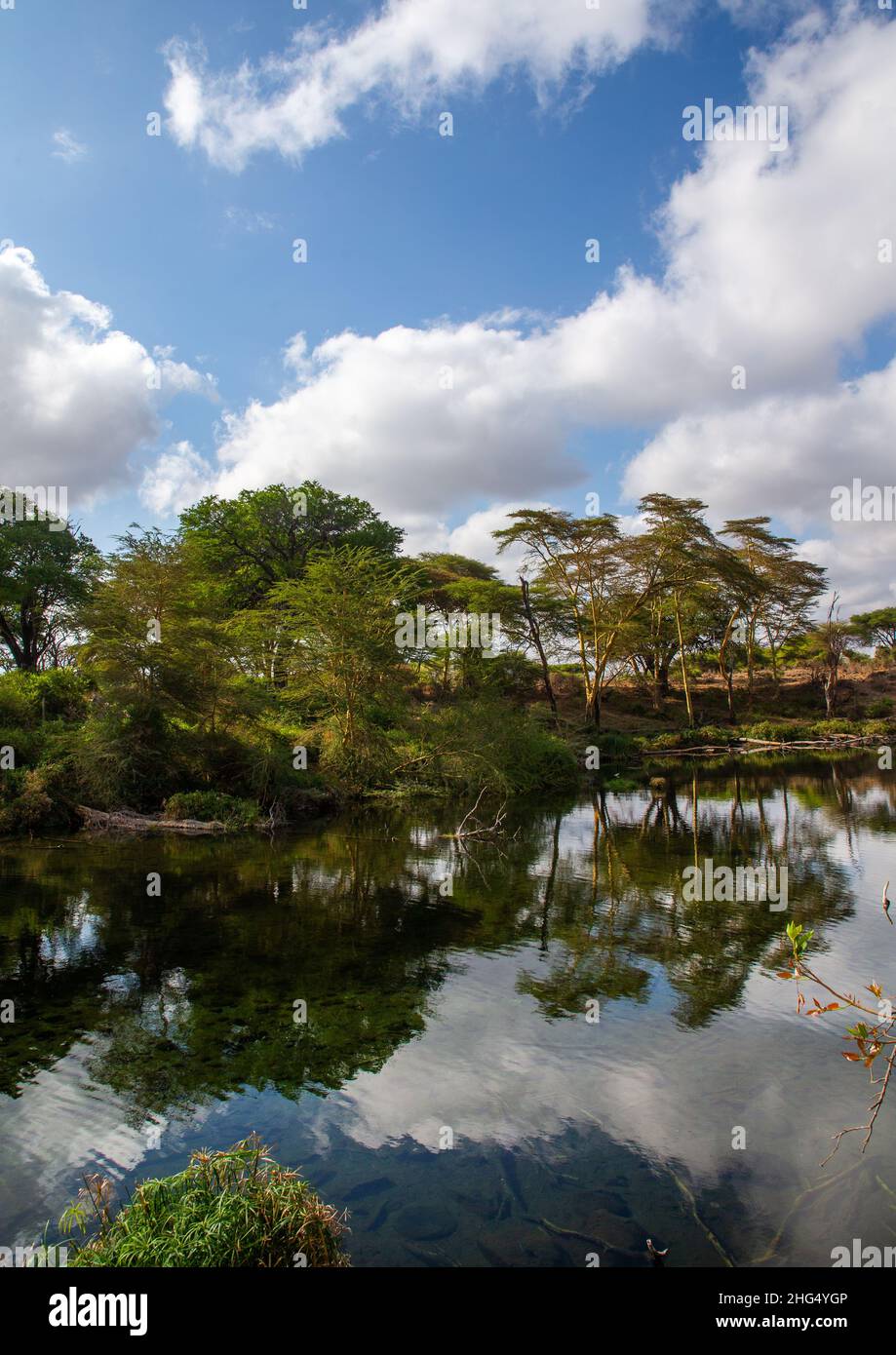 Mzima springs, Coast Province, Tsavo West National Park, Kenya Stock Photo