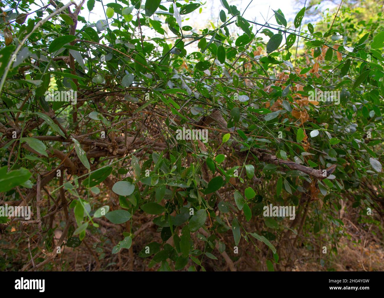 Salvadora persica toothbrush tree, Coast Province, Tsavo West National Park, Kenya Stock Photo