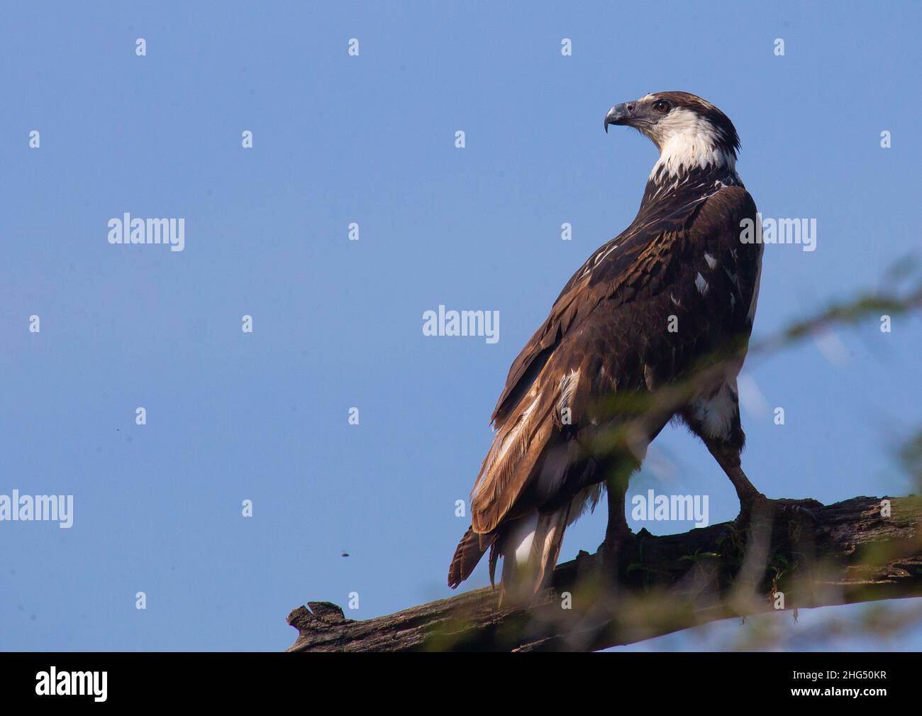 Kenya 2021 255 hi-res stock photography and images - Alamy