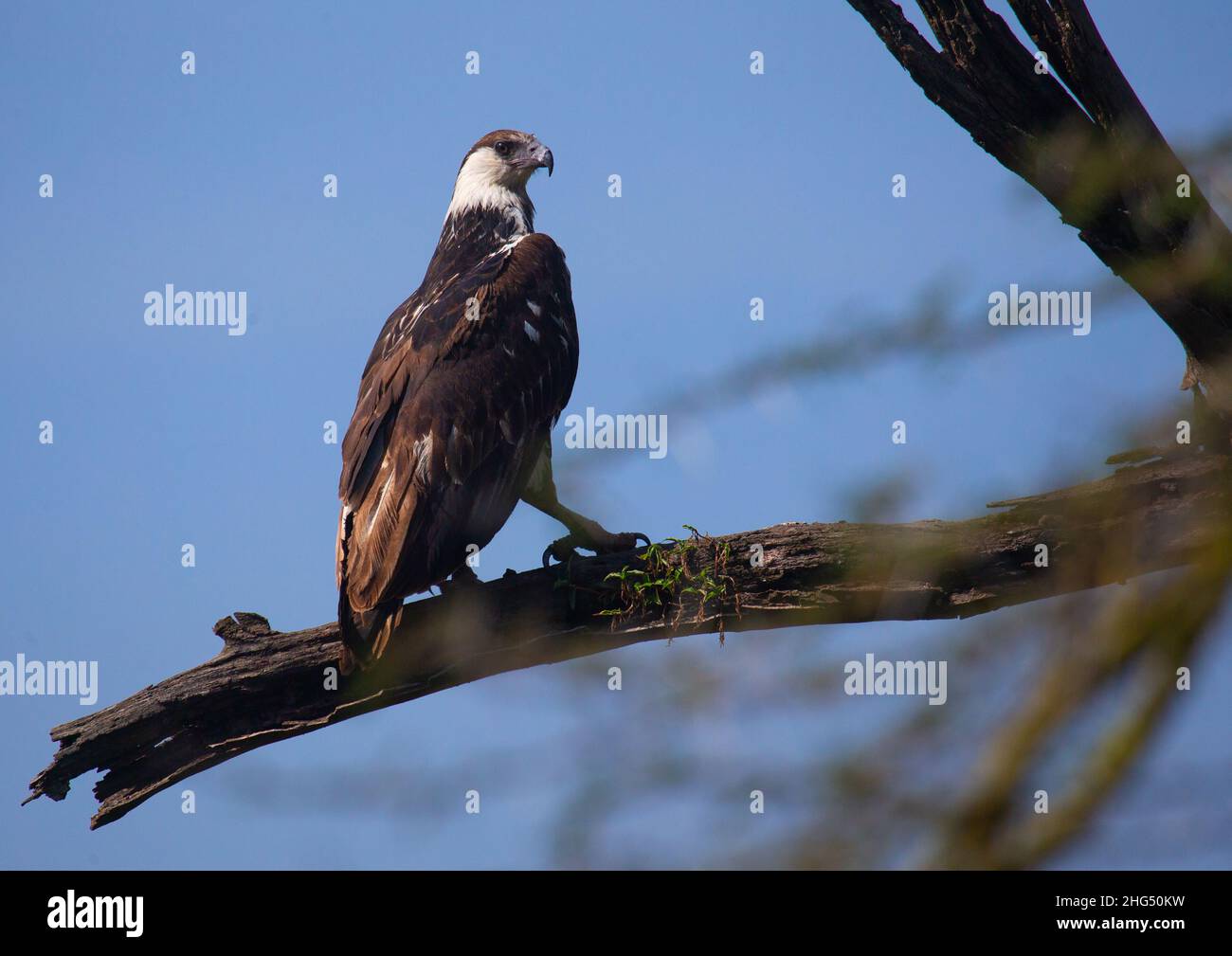 Kenya 2021 254 hi-res stock photography and images - Alamy