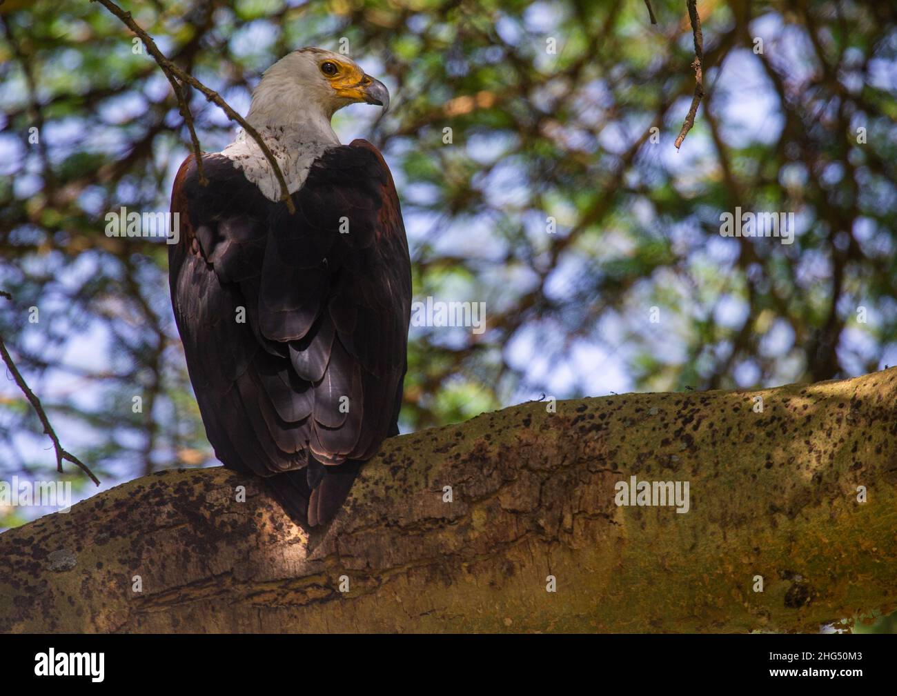Eagle in a tree, Rift Valley Province, Nakuru, Kenya Stock Photo - Alamy