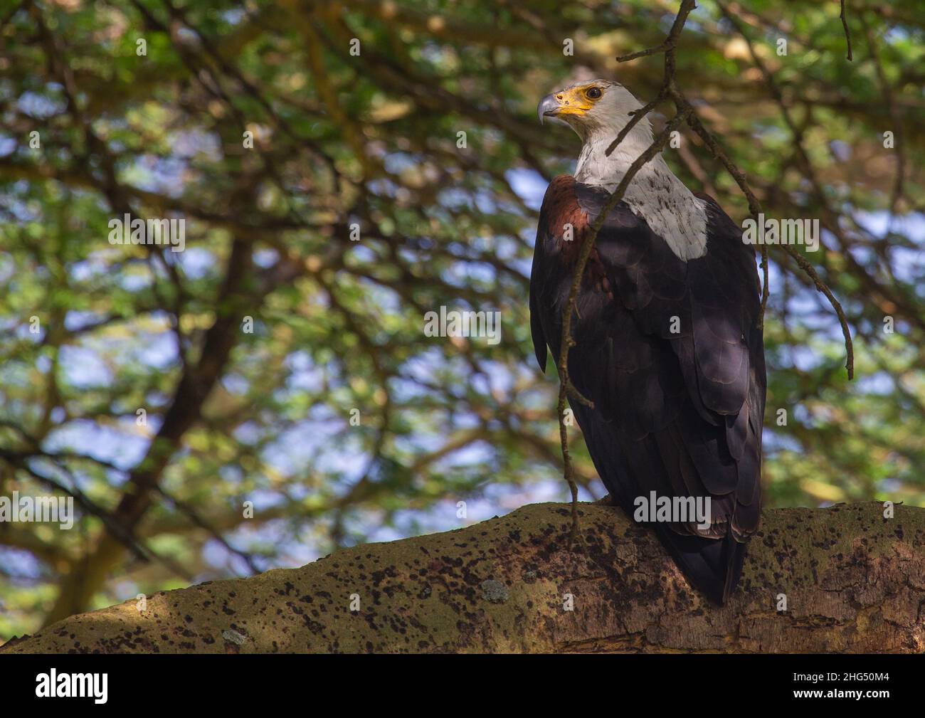Eagle in a tree, Rift Valley Province, Nakuru, Kenya Stock Photo - Alamy