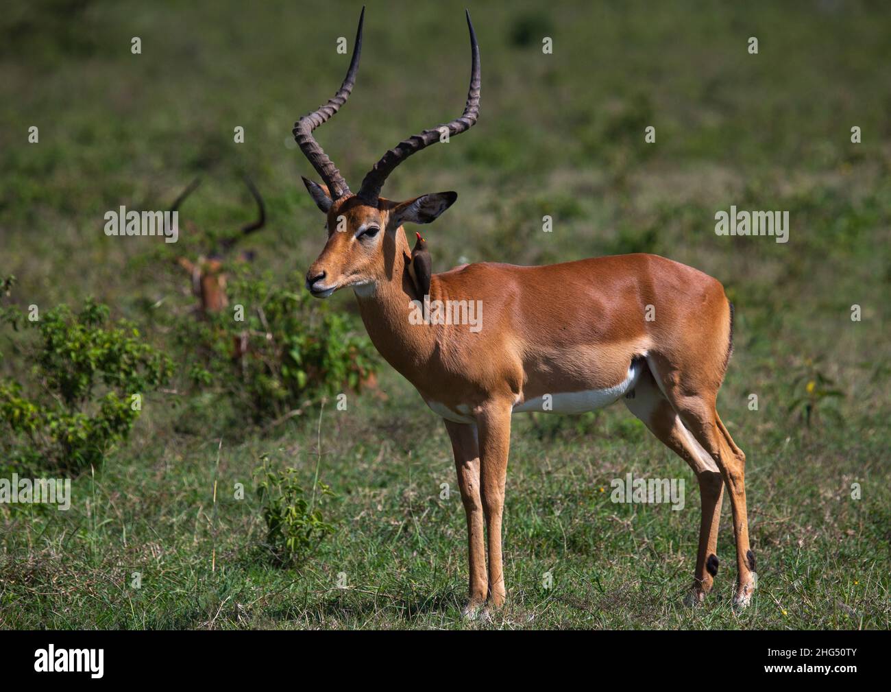 Male impalas (aepyceros melampus), Rift Valley Province, Nakuru, Kenya Stock Photo